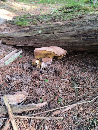 King Bolete