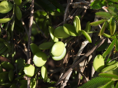 Xerosicyos perrieri