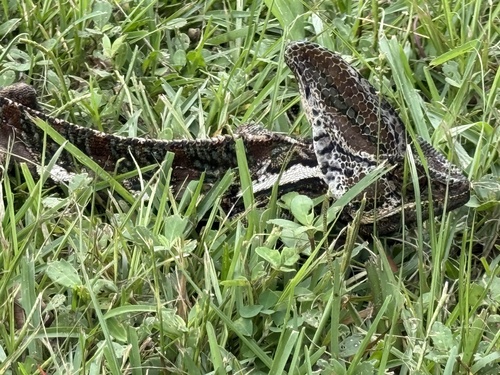 Chamaeleo calyptratus observed 2026-10-01