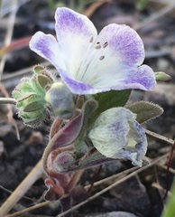 Phacelia davidsonii