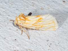 Cirrhophanus pretiosa