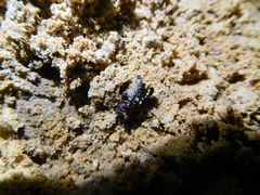 Diptera