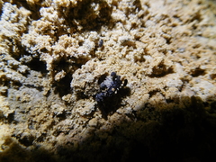Diptera