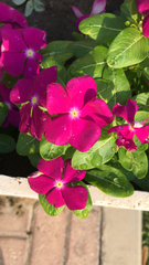 Catharanthus roseus