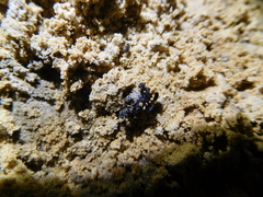 Diptera