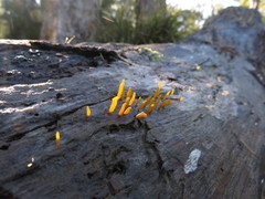 Calocera guepinioides