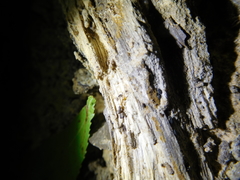 Crematogaster minutissima