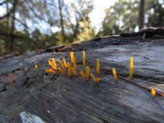 Calocera guepinioides
