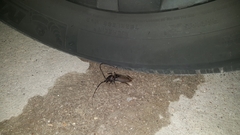 Enaphalodes hispicornis