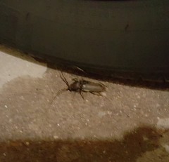 Enaphalodes hispicornis