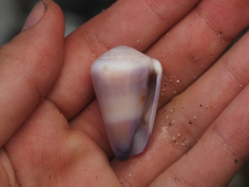 Conus flavidus observed 2026-09-28