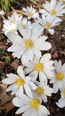 Sanguinaria canadensis