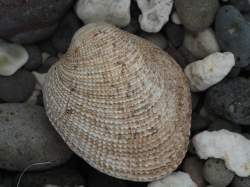 Antigona reticulata observed 2026-09-28