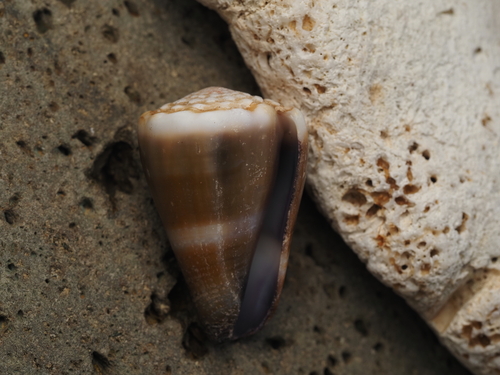 Conus lividus observed 2026-09-28