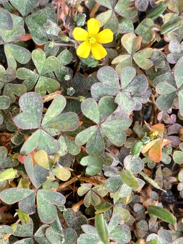 Creeping Woodsorrel
