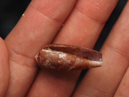 Conus obscurus observed 2026-09-28
