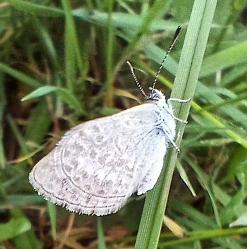 Lesser Grass Blue
