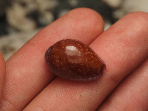 Cypraea poraria observed 2026-09-28