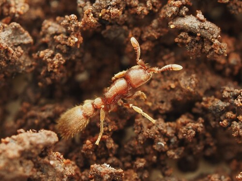 Cerapachys biroi observed 2026-09-28