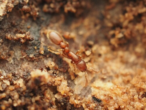 Cerapachys biroi observed 2026-09-28