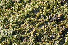Zostera muelleri