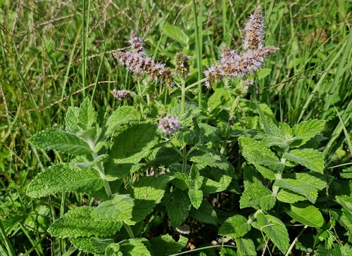Horse Mint