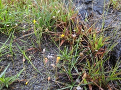 Eriocaulon truncatum