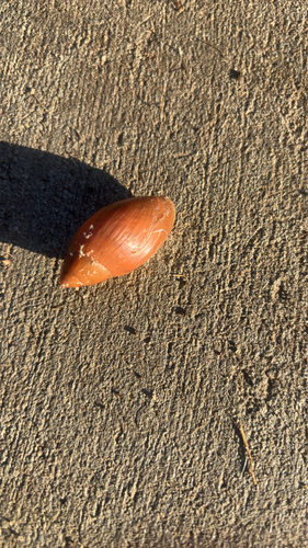 Rosy Wolfsnail