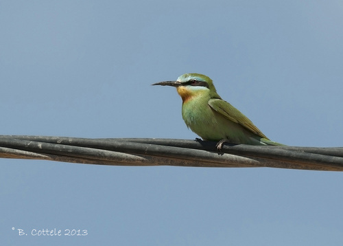 iNaturalist image