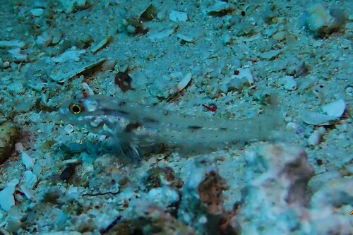 Fusigobius signipinnis observed 2026-10-02