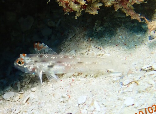 Fusigobius signipinnis observed 2026-10-02