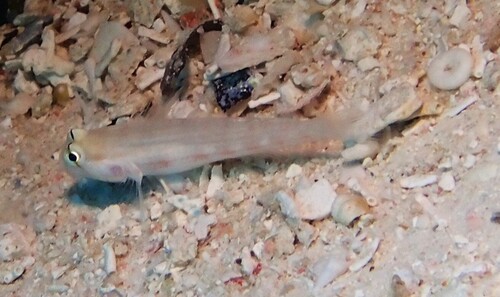 Gnatholepis cauerensis observed 2026-10-02