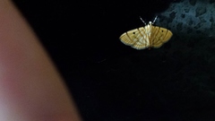Notarcha tigrina