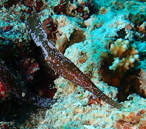 Solenostomus cyanopterus observed 2026-10-02