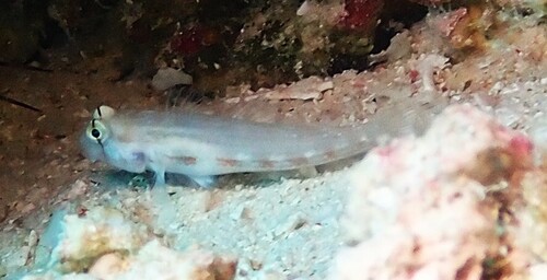 Gnatholepis cauerensis observed 2026-10-02