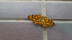 Epobeidia tigrata tigrata