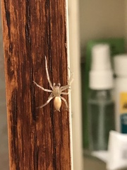 Cheiracanthium mildei