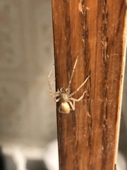 Cheiracanthium mildei