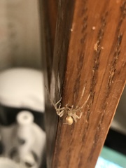 Cheiracanthium mildei