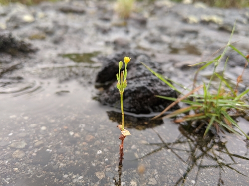 Grassy St. Johnswort (Hypericum gramineum)