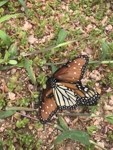 Monarch photographed in Texas
