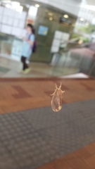 Orvasca subnotata