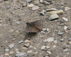 Erynnis telemachus