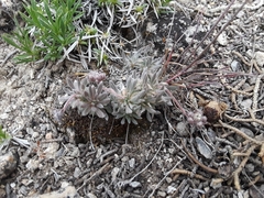 Eriogonum villiflorum
