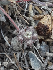Eriogonum villiflorum