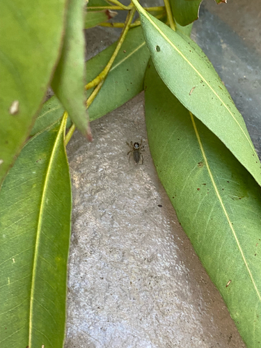 White Banded House Jumper