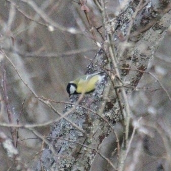 Great Tit
