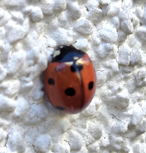 Seven-spotted Lady Beetle
