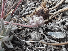 Eriogonum villiflorum