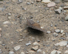 Erynnis telemachus